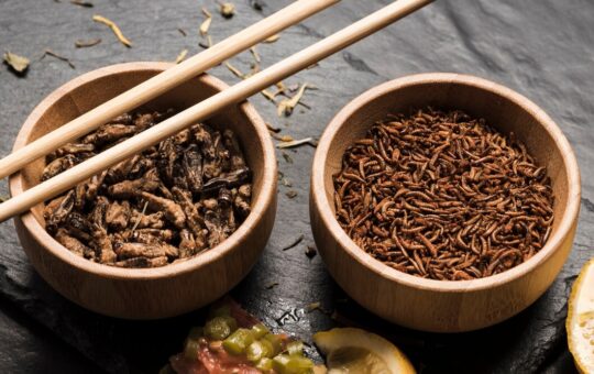 insectes nouvelle alimentation